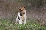 FOX TERRIER 493